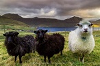 Faroese sheep in Gøtuvík inlet, Eysturoy, Faroe Islands | Iceland ...