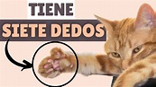 7 datos sorprendentes de los gatos POLIDÁCTILES 🐾 - YouTube
