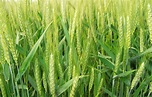Free Primer plano de trigo verde Stock Photo - FreeImages.com