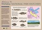 Fish Hatchery | Welaka Eagle Cam