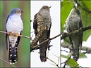 Himalayan Cuckoo Identification - Shanghai Birding 上海观鸟