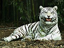 Wild and Endangered Animals: Endangered White Tiger