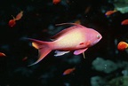 Sea Goldie Fish Photograph by Lionel, Tim & Alistair/science Photo ...