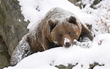 winter bear | Beautiful wallpaper of a grizzly bear covered with some ...