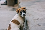 70% of the world's dogs live abandoned