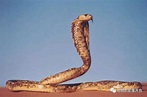 美丽的埃及眼镜蛇，古埃及法老王的权威标志_百科TA说