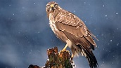 Greifvögel: Greifvögel in Deutschland - Voegel - Natur - Planet Wissen