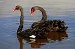 two black swans on river during day time, black swan black swan Cygnus ...