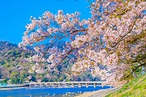 京都有名的觀光地「嵐山」。在這裡能看到的櫻花絕景是？ | Caede-L'ELISIR [紅楓葉- 愛麗絲亞 京都]京都有名的觀光地「嵐山 ...