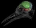 Researchers Discover An Interesting Structure In The Brain Of Birds