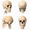 skull back - Google Search | Skull anatomy, Human skull anatomy, Human ...