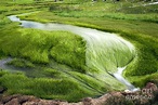 River of Grass Photograph by Thomas Levine | Fine Art America