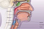 Pharynx anatomy. Anatomy Of The Tongue, Throat Anatomy, Lung Cancer ...