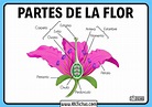 Definición Estructura y partes de una Flor