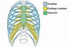 Las costillas del cuerpo humano (anatomia, funciones, importancia clinica)