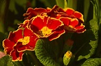 Primula rossa: significato del fiore - GreenStyle