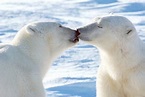 'Kissing Polar Bears II' Photographic Print - Howard Ruby | AllPosters.com