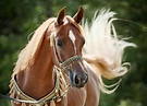 wunderschöne pferde mit viel schmuck und langer mähne Beautiful Horse ...