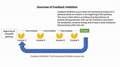 Feedback Inhibition - Definition and Examples | Biology Dictionary