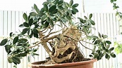 Ficus Bonsai perde le foglie? Perché succede e come stimolare la crescita