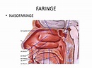 Partes de la faringe
