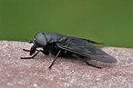 Gigantic black horse fly | Back Yard Biology