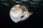 The argonaut is a very unique mollusk : r/TheDepthsBelow