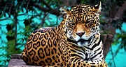 El jaguar: el felino más grande de Latinoamérica habita el corazón de ...