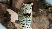 Gato andino: características, hábitat, alimentación, nombre científico