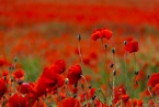 Red poppy field Foto & Bild | deutschland, europe, abstraktes Bilder ...
