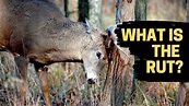 WHAT IS THE RUT? | DEER BEHAVIOR EXPLAINED - YouTube