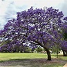 JACARANDA MIMOSIFOLIA (ΓΙΑΚΑΡΑΝΤΑ Ή ΙΑΚΑΡΑΝΔΗ Η ΜΙΜΗΛΗΦΥΛΛΟΣ ...