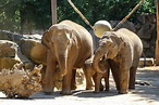 Zoo Osnabrück | Team Elefant Osnabrück