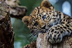 Cute Baby Leopard Wallpapers - Top Free Cute Baby Leopard Backgrounds ...