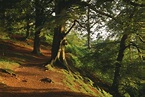 Alderley Edge is second most popular National Trust walk - alderleyedge.com