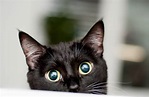 10 bonnes raisons d'adopter un chat noir