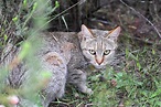 非洲野猫(猫属silvestris lybica) 库存图片. 图片 包括有 本质, 开会, 徒步旅行队 - 47257181