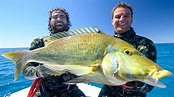 Spearfishing Australia's BEST REEF FISH! (Back 2 Basics) Ep: 23 - YouTube