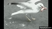 Seagull Eats Hot Dog Whole on Make a GIF