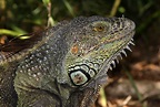 File:Iguana iguana male head.jpg - Wikimedia Commons