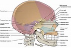 The Skull | Anatomy and Physiology I | | Course Hero