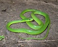 Cobras Litoral Catarinense | Mundo Ecologia