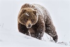 bears, Snow Wallpapers HD / Desktop and Mobile Backgrounds