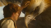 The Creatures In Fantastic Beasts And Where To Find Them Explained