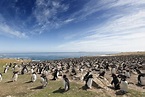 6 Adventurous Things to Do in the Falkland Islands