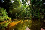 Which Is The Best Amazon Jungle Region To Visit In Peru? | Rainforest ...