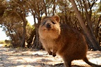 animals, Australia, Quokka Wallpapers HD / Desktop and Mobile Backgrounds