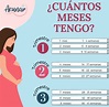 ¿Cuántos meses de embarazo tienes según tus semanas? – Acunar