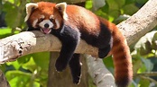 BIOLOGÍA: 10 curiosidades sobre el panda rojo - Instituto INFODECH