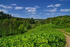 Bilder von Moskau Russland Pushchino Moscow region Natur Sommer Wald